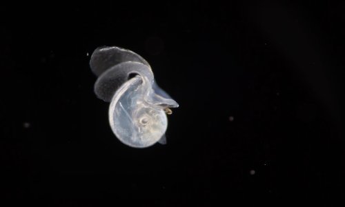 Novi umjetnički projekt Renate Poljak 'Pjesme za naše more'