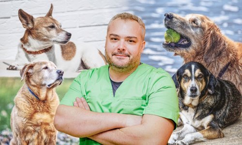 Iskusni veterinar otkriva tajne sretne starosti ljubimaca: 'Sva sreća da psi nemaju pojma koliko imaju godina'