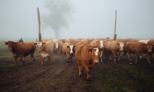 U Hrvatskoj je sve manje stoke i krava muzara, ali osjetno više krmača za rasplod