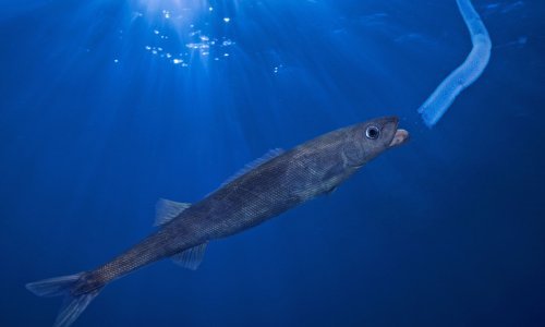 Nova riba u Jadranu, stručnjak upozorio: Nije jestiva