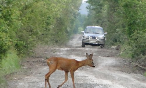 Bacanje otpadaka iz vozila pretvara ceste u groblje za životinje