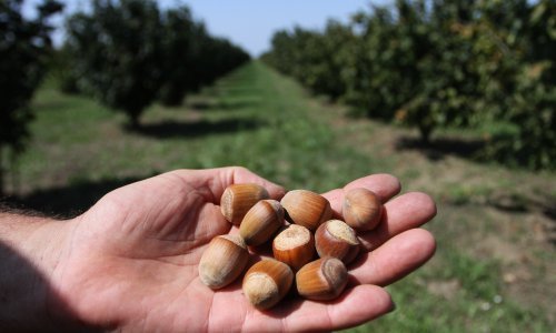 Kako do dobre zarade na lješnjacima? Stručnjak otkriva što je najvažnije kod uzgoja
