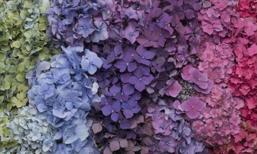 Evo kako možete promijeniti boju hortenzijama u jednom koraku
