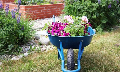 Cvijeće idealno za proljeće: Posadite ga sada i uživajte u prekrasnom vrtu čitavo ljeto