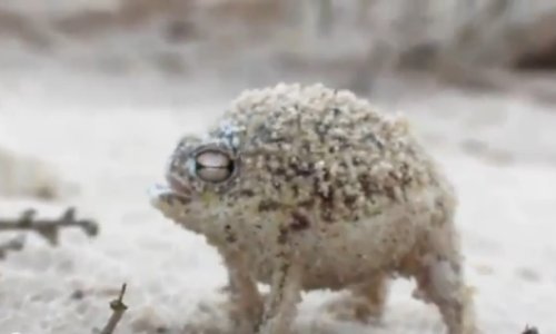 Je li ovo najbizarnija žaba koju ste vidjeli?
