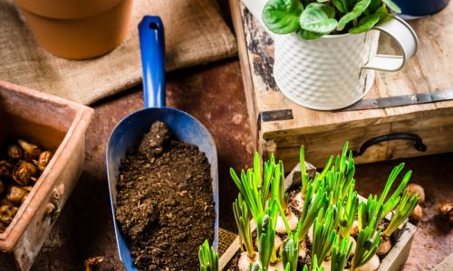 Vrijeme je za proljetne radove u vrtu, a ovo su koraci koje ne smijete preskočiti