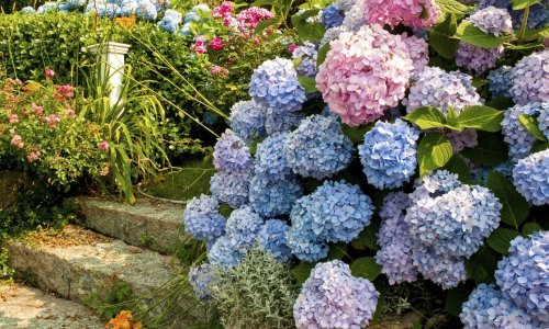 Uz ove savjete stručnjaka vaše će hortenzije procvasti bujnije nego ikad
