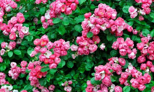 Želite potaknuti rast svojih ruža? Uz ove trikove uživat ćete u raskošnom cvatu