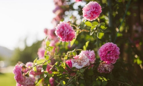 Od kave do ljuski jaja: Evo kako malo je potrebno da vaše ruže narastu ljepše nego ikad