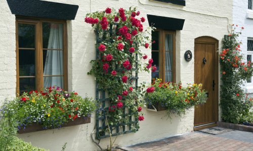 Kako i kada se orezuju ruže? Ovi savjeti riješit će sve nedoumice