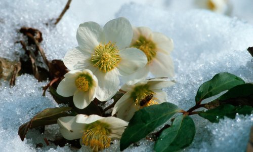 Što će se dogoditi s proljetnim trajnicama ako procvjetaju prerano?