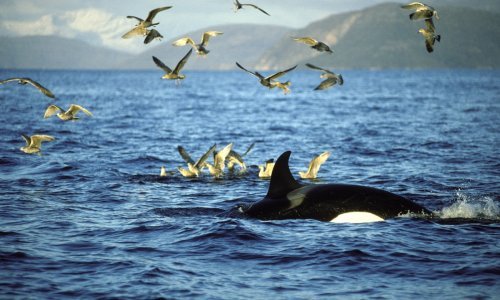 Kit ubojica snimljen kako ubija veliku bijelu psinu, znanstvenici u čudu: Trebalo mu je manje od dvije minute