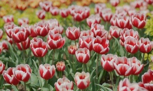 Nikako nemojte napraviti ovu grešku u vrtu jer ćete uništiti rast sadnica