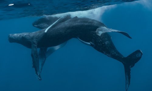 Sada imamo i dokaz: Seks među kitovima može biti istospolni