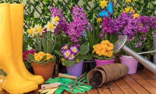 Lako za održavanje i jako lijepo: Ovo je daleko najpopularnije proljetno cvijeće