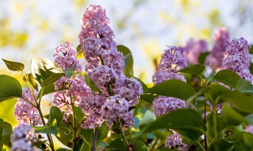 Rano proljeće je savršeno vrijeme za sadnju jorgovana, a evo i zašto