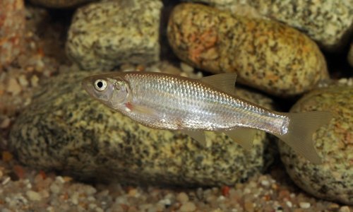 Na austrijskoj javnoj televiziji pekli ugroženu vrstu ribe