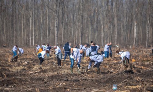 Spačvanska šuma obnovljena s 26.000 sadnica hrasta lužnjaka