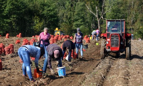 Hrvati jedu najviše povrća, a proizvode ga najmanje. Ovo je ključni problem