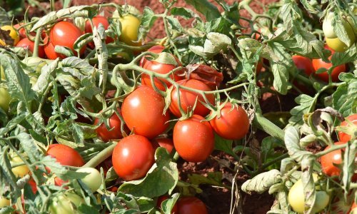 Podravka će kooperantima podijeliti 12 milijuna presadnica rajčica, evo kada kreću