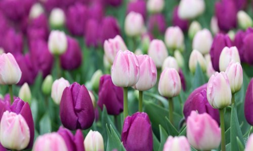 Stvarno djeluje: Uz ovaj jednostavan trik oživjet ćete klonule tulipane