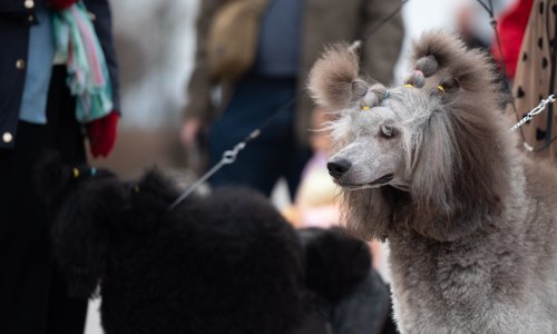 Ovo su psi koji su se borili za titulu najljepšeg: Pogledajte lijepe njuškice