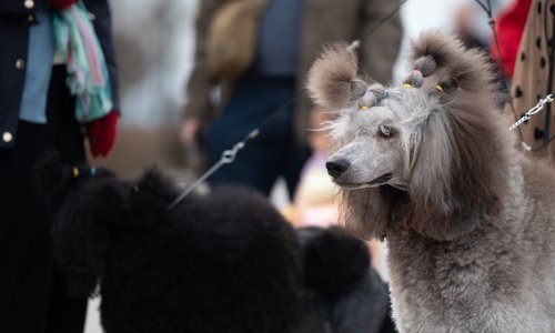 Ovo su psi koji su se borili za titulu najljepšeg: Pogledajte lijepe njuškice