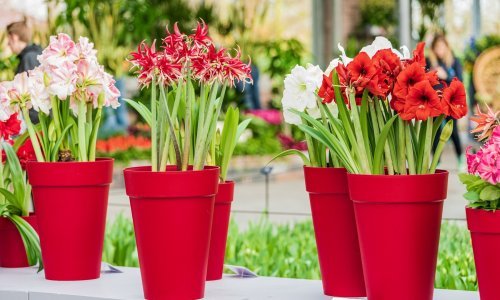 Ovo je daleko najljepše cvijeće koje možete posaditi u vrtu ili na balkonu