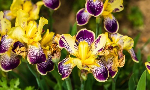 Povoljne i lake za održavanje: Ove lijepe trajnice najbolji su dodatak vrtu