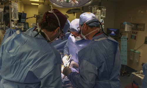 Povijesni uspjeh: Čovjeku prvi put transplantiran bubreg genetski modificirane svinje