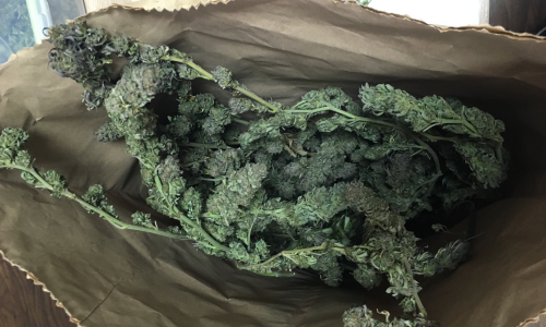 Krenuo iz BiH u Hrvatsku autobusom s 2 kg trave, nije stigao dalje od granice