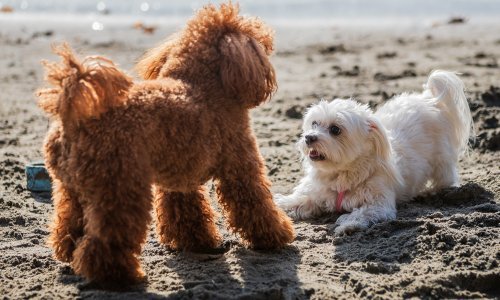 Mogu li nas psi razumjeti? Evo što je pokazala nova studija