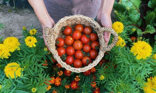 Garantirano bogat urod: Evo kako uspješno uzgojiti slasne rajčice