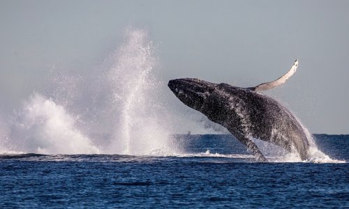 Kralj novozelandskih Maora želi da kitovi uživaju temeljna ljudska prava