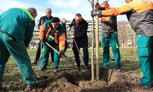 Grad Zagreb posadio planiranih 8000 stabala u sezoni 2023./24.