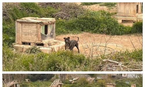 Stobrečanin uhićen zbog mučenja 67 pasa i dva vuka