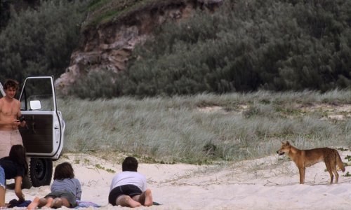 Ovih sedam plaža smatraju se najopasnijim na svijetu, ne samo zbog morskih pasa