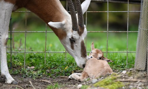 Kakav prizor! Zagrebački ZOO bogatiji za člana više