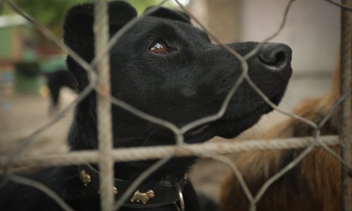 Novi zakon: Tko napusti životinju, ide u zatvor! Evo što se još mijenja