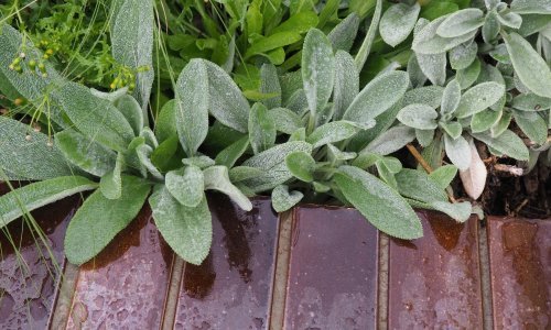 Ako želite luksuzan izgled okućnice, onda su ovo biljke koje trebate imati u vrtu