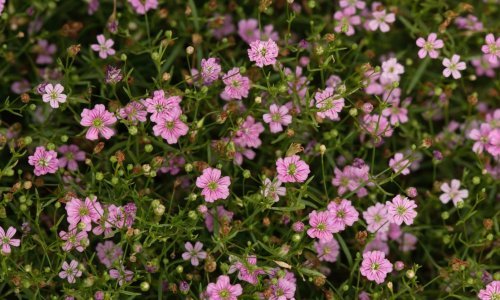 Ove biljke posadite u travnju da bi vam vrt zablistao ovoga ljeta