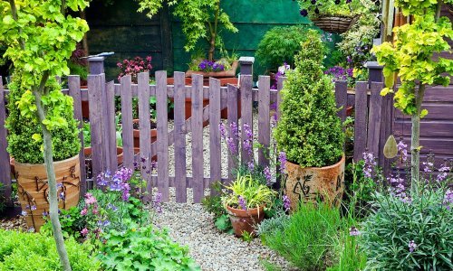 Brojne koristi: Ako u vrtu imate lavandu, ove se biljke isplati posaditi pokraj nje