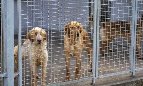 U Hrvatskoj se godišnje napusti 10 tisuća životinja