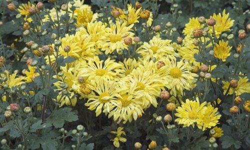 Pravi praznik za oči: Tri zadivljujuće biljke, savršene za sve vrtlare početnike