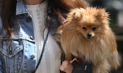 Mogu li biti slađi? Ovi četveronožni ljubimci bili su zvijezde subotnje špice