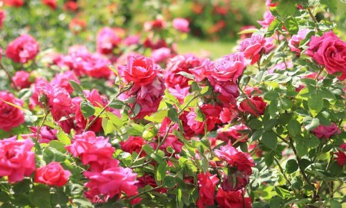 Nikad bujnije ruže: Izbjegnite ove najčešće greške i uživajte u predivnom cvatu