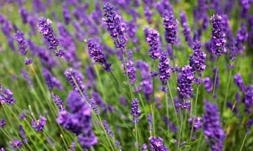 Za najljepši vrt: Sada je idealno vrijeme za sadnju lavande, evo što trebate znati