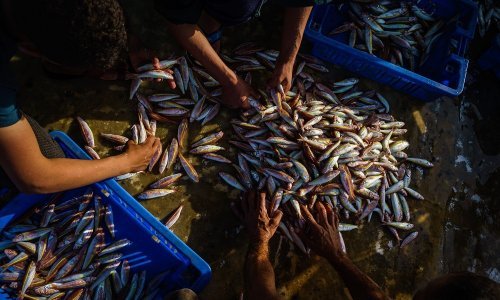 Konzumacija sitne plave ribe umjesto crvenog mesa može spasiti 750.000 života