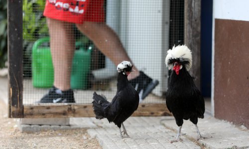 Vlada daje milijun eura mladim poljoprivrednicima, evo tko može dobiti novac