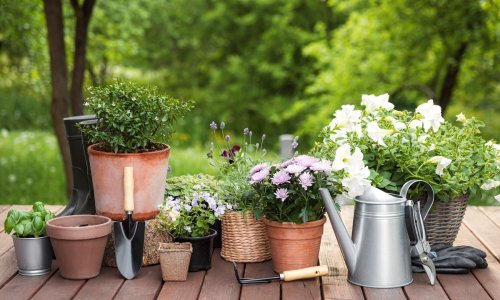 Tako lijepe, a tako loša kombinacija: Ove biljke nikada nemojte saditi zajedno